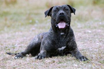 Obraz premium Dogo canario