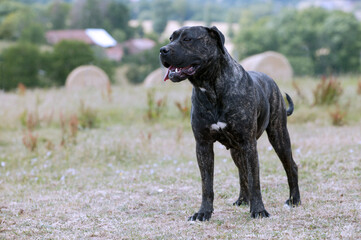 Dogo canario