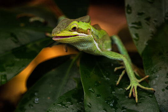 Eastern Casque-head Iguana - Laemanctus longipes, beautiful large green lizard from Central American forests and wetlands, Mexico.