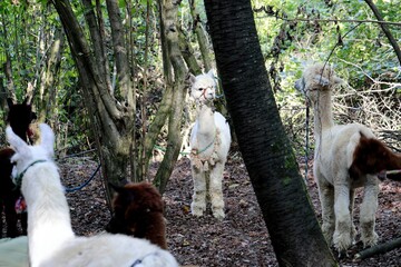 Alpaka im Wald an Baum gebunden