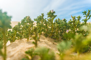 Naklejka premium A resilient plant growing in the golden sands of Fuerteventura, Spain. The sparse vegetation and expansive desert dunes create a tranquil scene, with the arid environment and distant hills