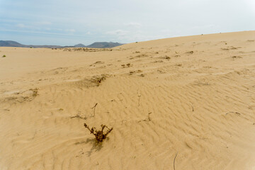 Obraz premium A resilient plant growing in the golden sands of Fuerteventura, Spain. The sparse vegetation and expansive desert dunes create a tranquil scene, with the arid environment and distant hills