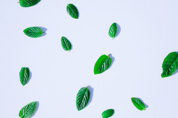 Mint Leaves in the Cool Tones on a White Background. Sunlight Shadows. Nature, Purity, and Minimalism Concepts. Design Background.