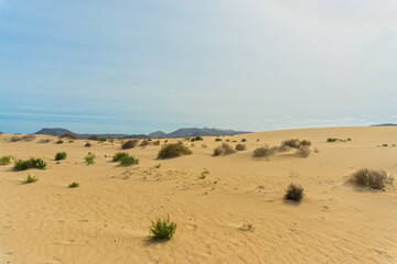 A resilient plant growing in the golden sands of Fuerteventura, Spain. The sparse vegetation and expansive desert dunes create a tranquil scene, with the arid environment and distant hills