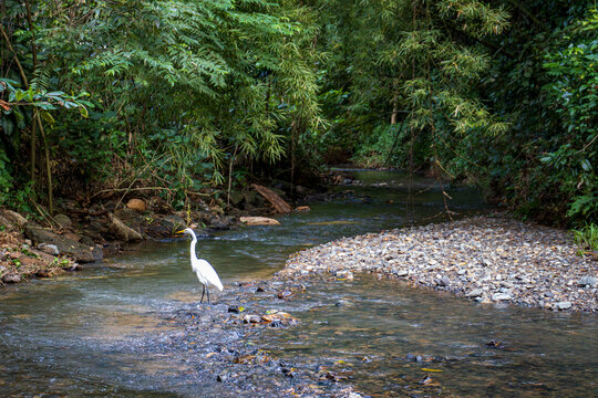 Cattle Egret on river, Garza Ganadera, Bubulcus ibis, Rio, Guaynabo, Puerto Rico 