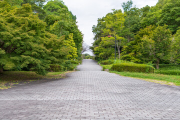 Obraz premium 静かな道と緑の風景