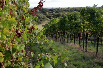 Weinbau Landschaft, Weinreben im Weinviertel, Niederösterreich, Wolkersdorf, im Herbst