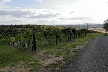 Weinbau Landschaft, Weinreben im Weinviertel, Niederösterreich, Wolkersdorf 