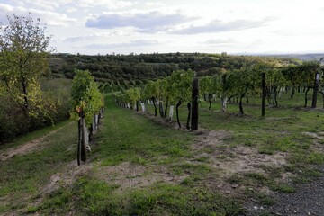 Weinbau Landschaft, Weinreben im Weinviertel, Niederösterreich, Wolkersdorf im Herbst