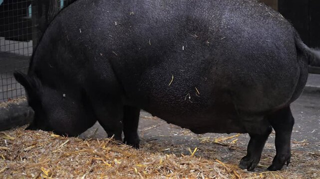 4K movie. Black pig with pot belly, round hairy snout, short legs, a short neck, and a tail with thick hair at the end. It roots through the straw in its pen with its snout. Cleared for commercial use