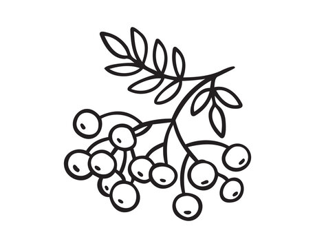 recommend clip art: Branch of rowan tree doodle hand drawn icon. Drawing Branch of rowan tree clipart element.