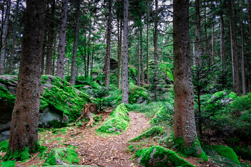 Hiking to Saustein and Proeller Summits in the Bavarian Forests Germany.