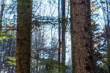 Fototapeta premium Landscapes - Forest - Europe, Romania, Suceava region