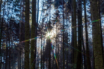 Obraz premium Landscapes - Forest - Europe, Romania, Suceava region