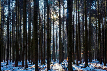 Landscapes - Forest - Europe, Romania, Suceava region