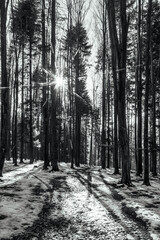 Fototapeta premium Landscapes - Forest - Europe, Romania, Suceava region