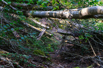 Hiking along ILZ River near Diessenstein in the Bavarian Forests Germany.