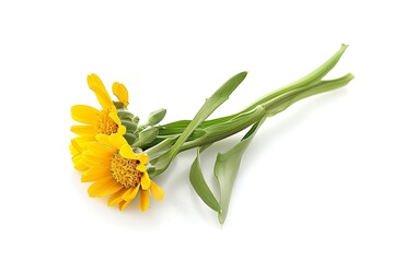 Yellowroot Flower isolated on white background.close up.