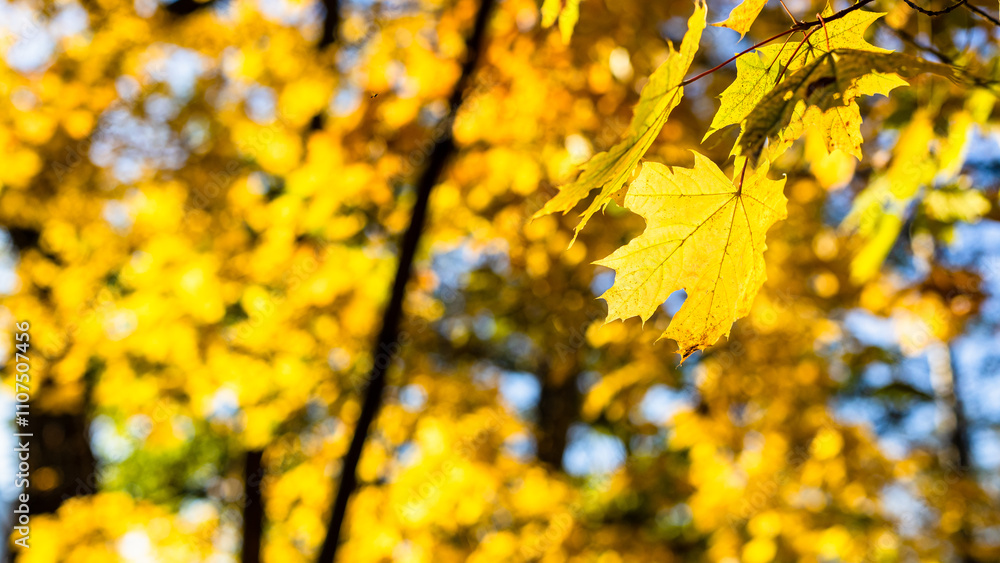 Canvas Prints sunlit yellow maple leaf and leaves in background