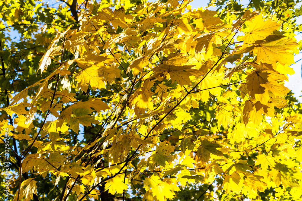Wall mural sunlit maple branch with yellow leaves in autumn