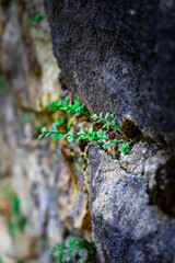 Fototapeta premium Medieval Stonewall near Diessenstein in the Bavarian Forests Germany.