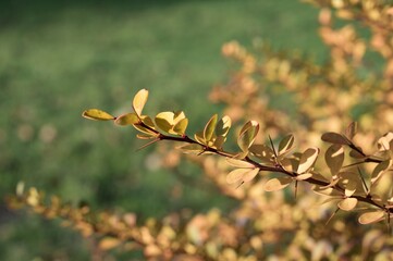 Berberis branch showing thorns and autumn foliage in nature