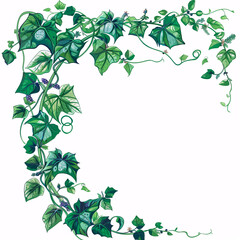 Fototapeta premium A jungle bush with three-leaved wild vine (Cayratia) and long pepper plant, framed as a nature border against a white background.
