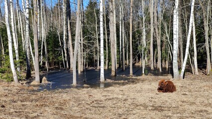 Brown young horned highland cow lying, calm sunny springtime natural scenery with trees and frozen water. Mobile image.
