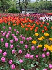 Obraz premium tulip field in spring