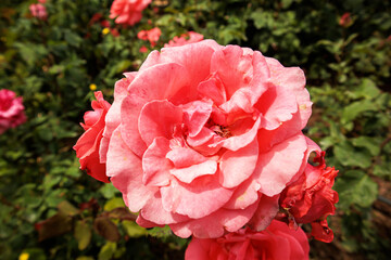 Obraz premium red rose flowers in the garden