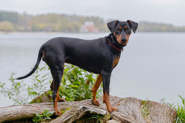 German Pinscher without cropped ears, black and tan color, stands on the shore of a lake in the fog