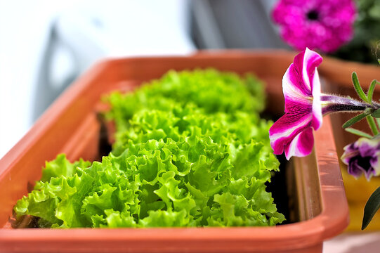 "Lettuce Leaves" Images  Browse 54,696 Stock Photos, Vectors, and ...
