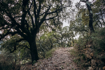 Fototapeta premium The forest in the surroundings of the Saint-Andre chapel in Orris de la Roquebrussanne