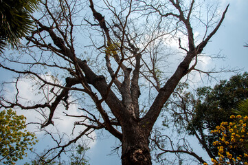 Fototapeta premium tree branches against blue sky