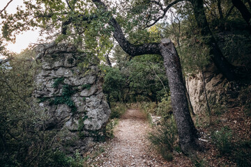 The forest in the surroundings of the Saint-Andre chapel in Orris de la Roquebrussanne