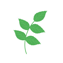 Hand drawn illustration of green mint leaves  © Rsi_Design