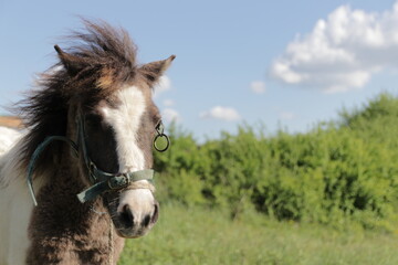 Wild pony stands in a grassy field under a blue sky with fluffy clouds during daylight hours