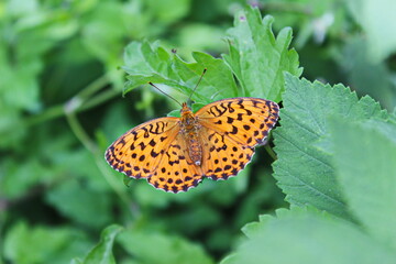 Vibrant orange butterfly perched on green foliage in a garden during daylight hours