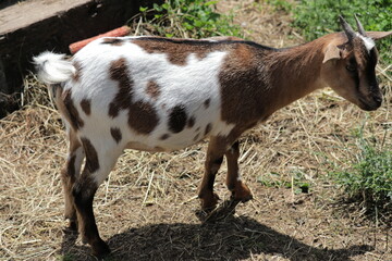 Brown and white spotted goat grazing on grass in a sunny field