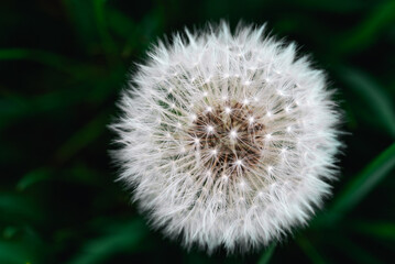 Löwenzahn-Pusteblume in Nahaufnahme – filigrane Schönheit der Natur