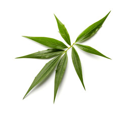 Fototapeta premium Close-up of a vibrant green leaf isolated on white.