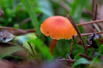 close-up of a beatiful smal vermilion waxcap