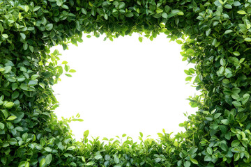 frame of green leaves, fresh hedge lush plants forming a frame with empty space for text. transparent white background. cutout