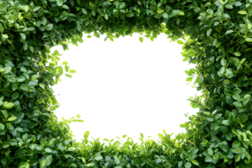 frame of green leaves, fresh hedge lush plants forming a frame with empty space for text. transparent white background. cutout