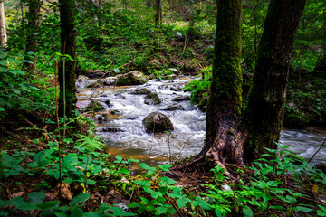 Fototapeta premium Hiking along Otterbach in the Otterbach Valley in the Bavarian Forests. Germany.