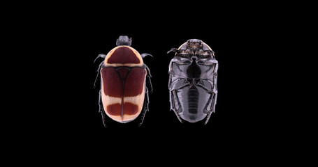 Beetle Pachnoda marginata, family Scarabaeidae. They live on trees and bushes, feed on fruits,...