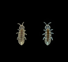 Collembola insect under the microscope, Order Poduromorpha. They live in moist soil, can jump, feed...