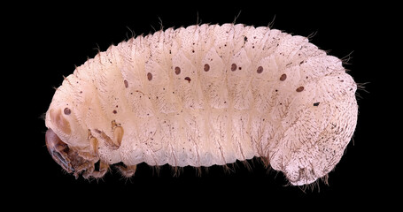 Beetle larva Pachnoda marginata, family Scarabaeidae. They live on trees and bushes, feed on...