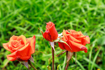 Obraz premium red roses in the garden