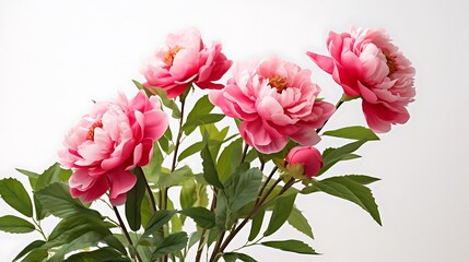 Fototapeta premium Chinese new year reunion blessings with pink peonies home decor indoor environment vibrant perspective